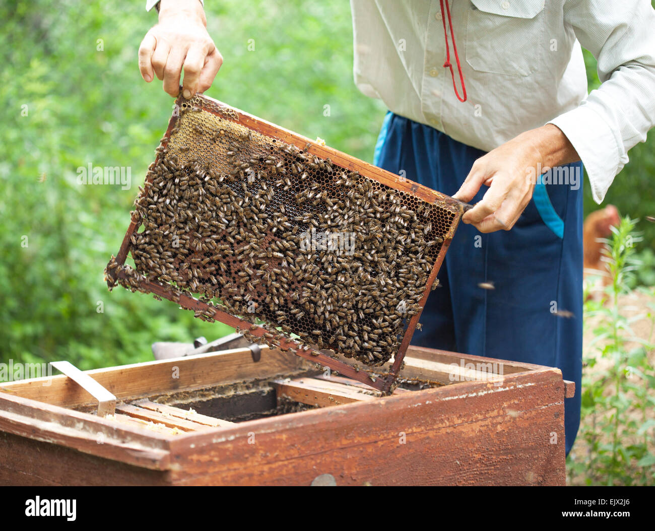 Bee keeper and pollination hi-res stock photography and images - Alamy