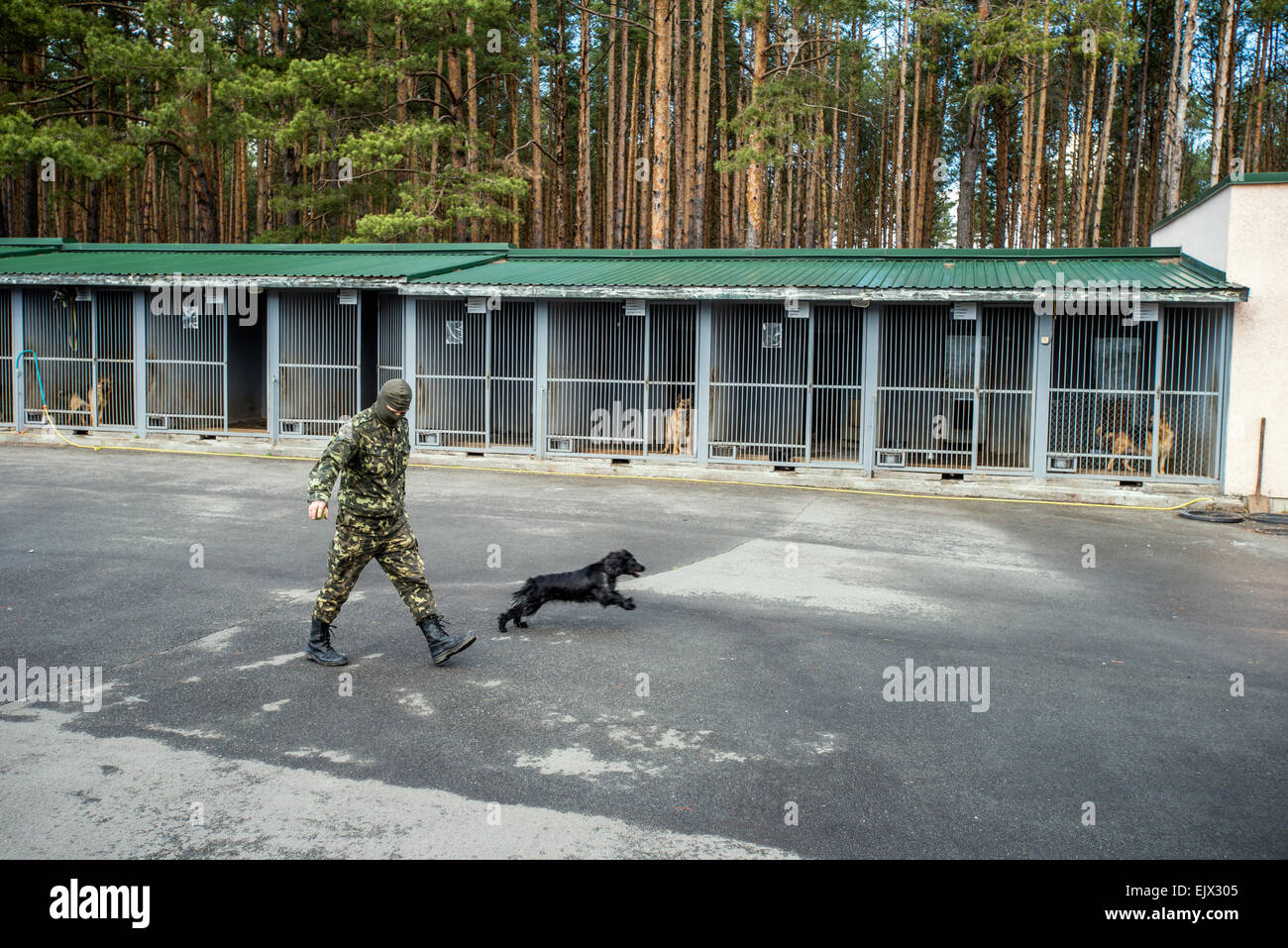 Dog walks with trainer hi-res stock photography and images - Alamy