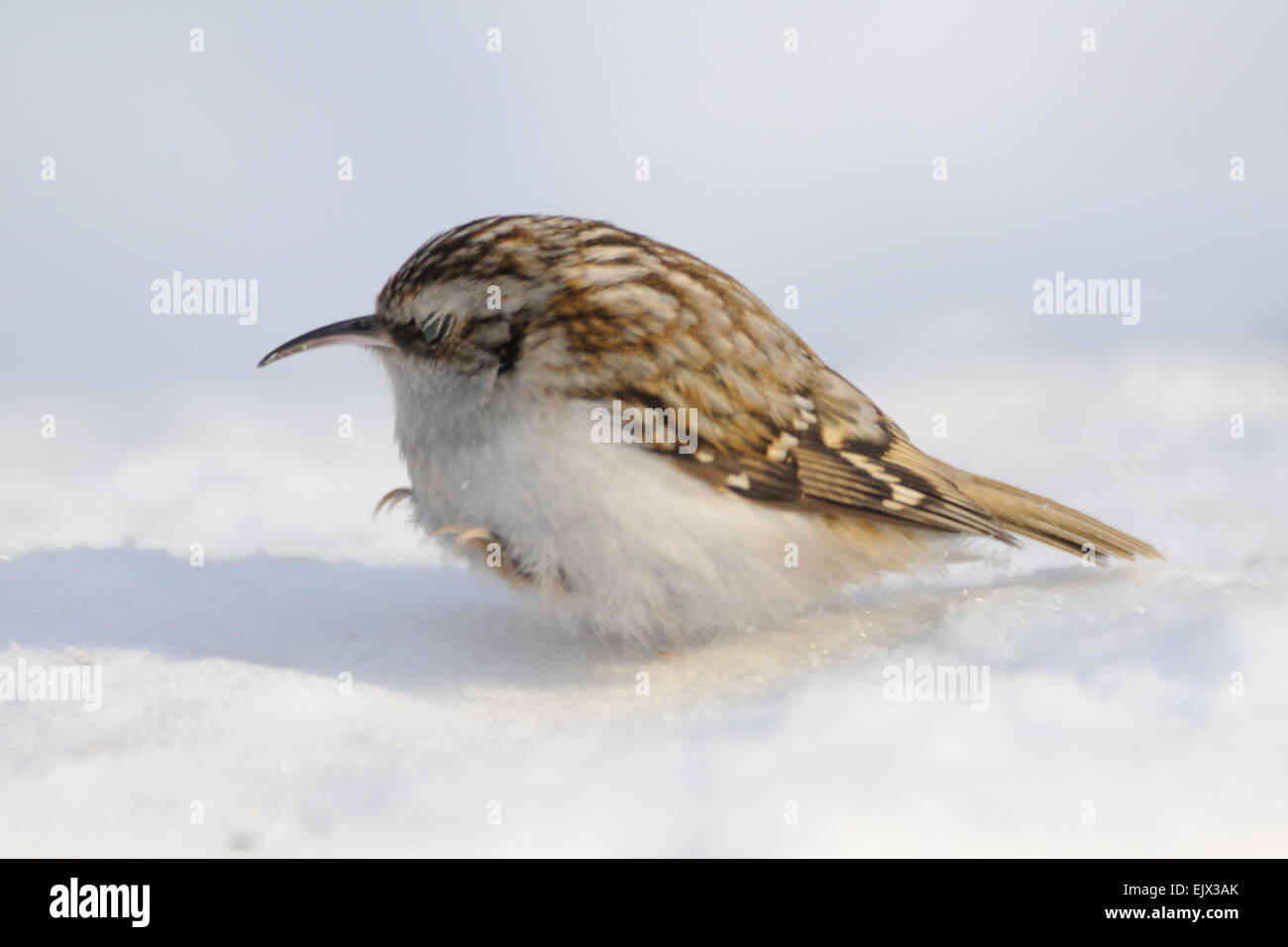 Jumping Eurasian Treecreeper in snow with closed eyes Stock Photo Alamy