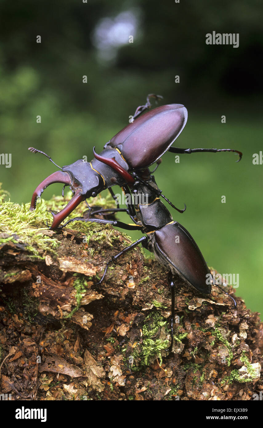 Stag Beetles - Lucanus cervus Stock Photo