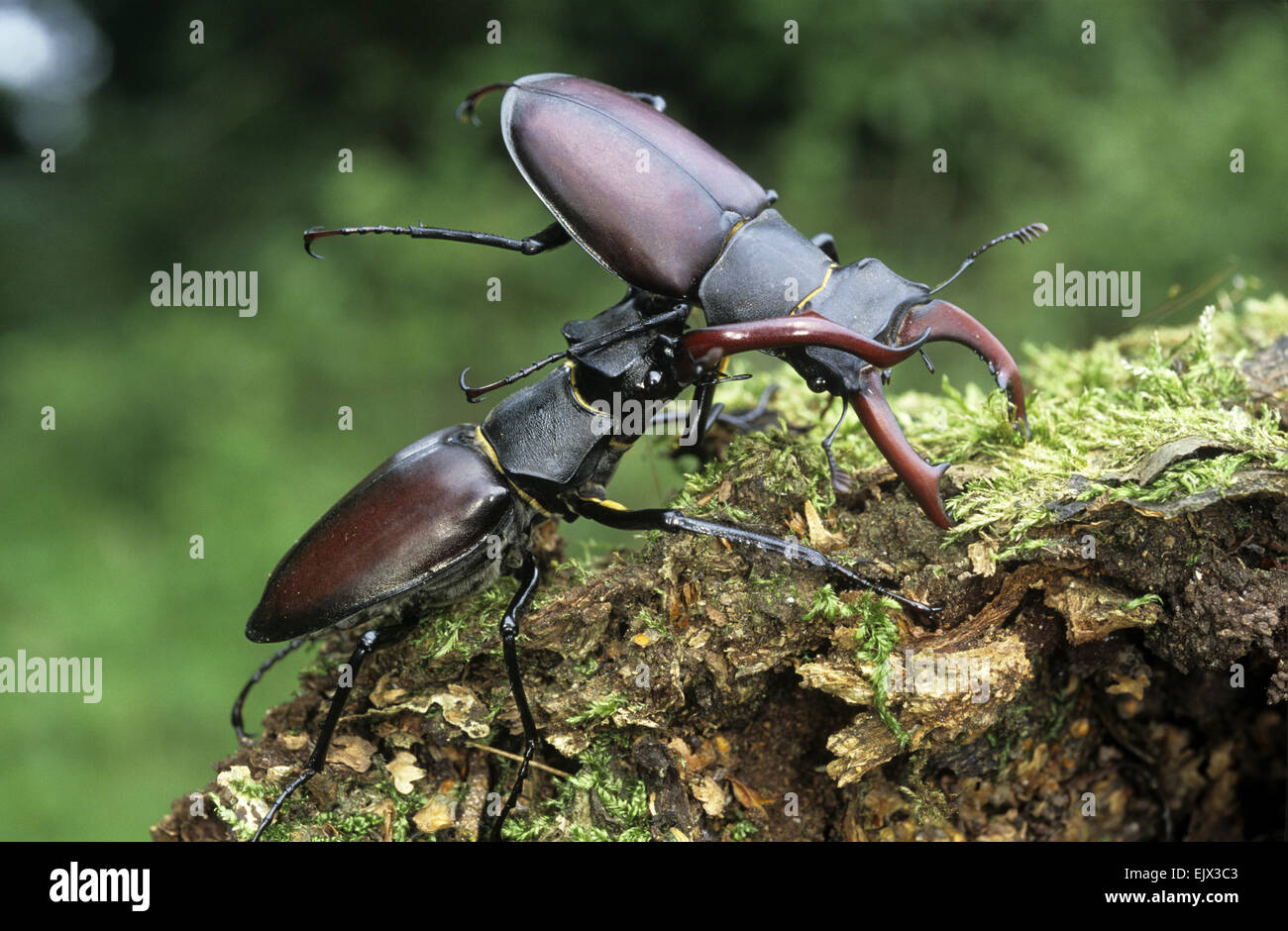 Stag Beetles - Lucanus cervus Stock Photo