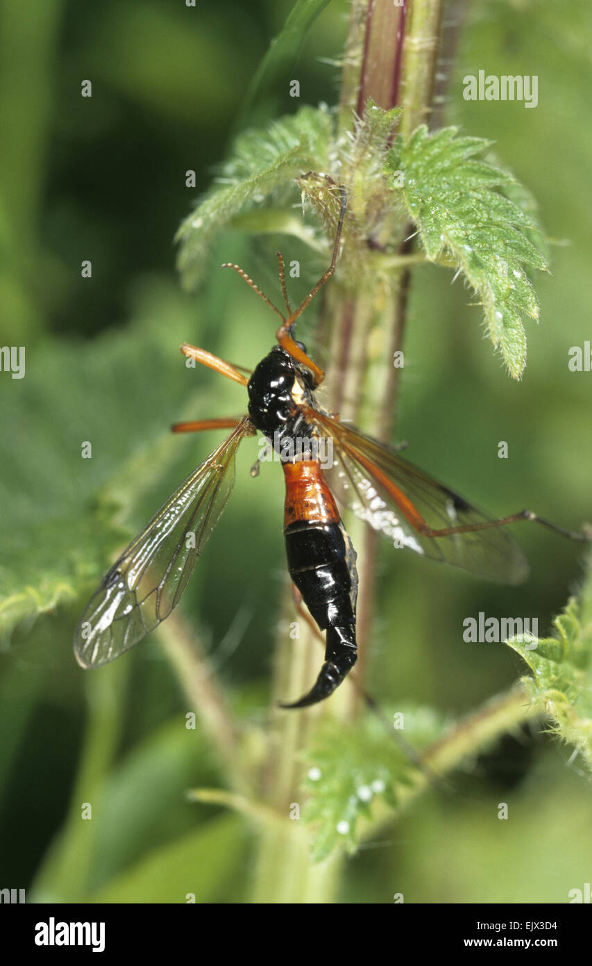 Tipulid hi-res stock photography and images - Alamy