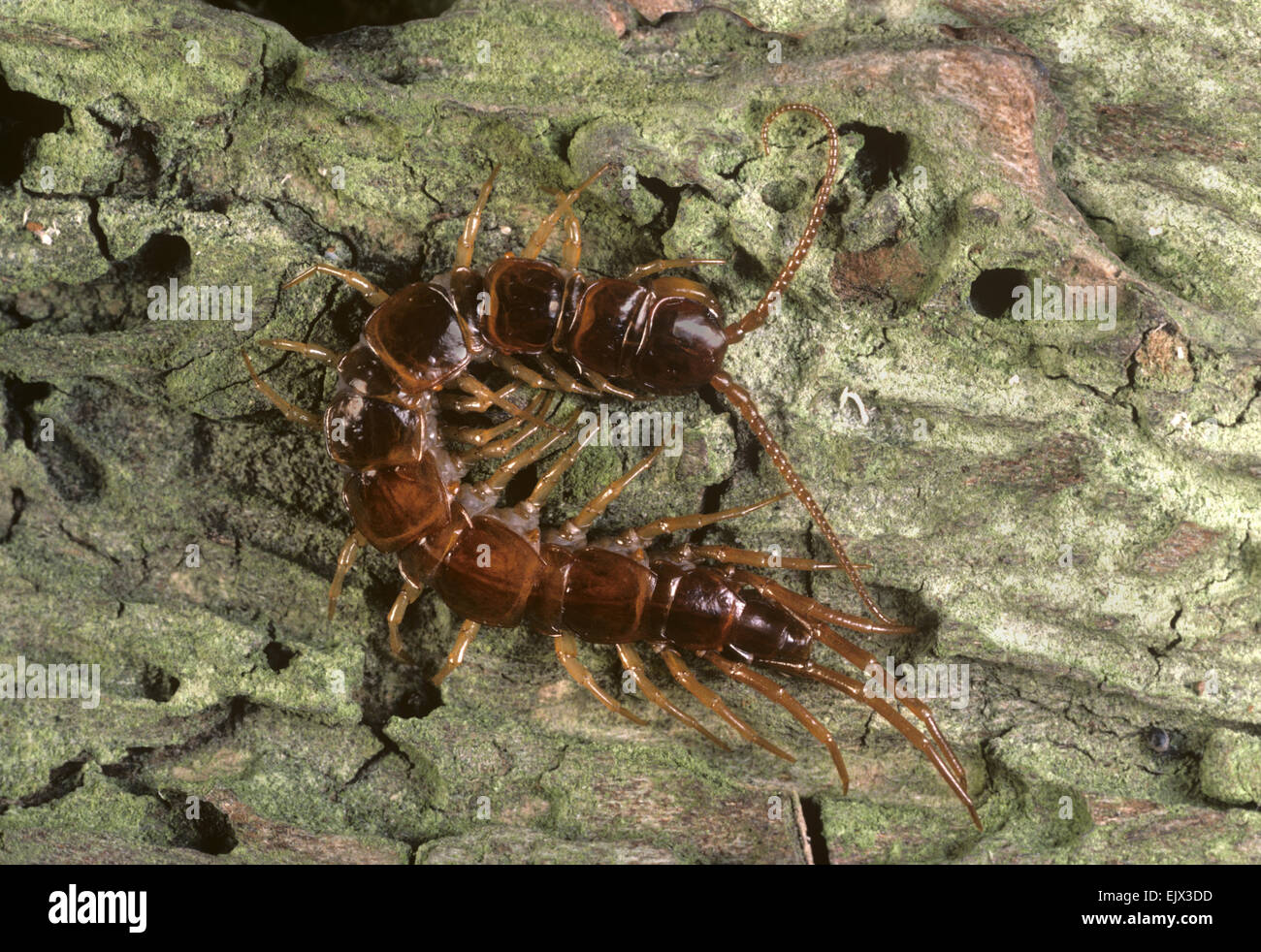 Centipede - Lithobius forficatus Stock Photo