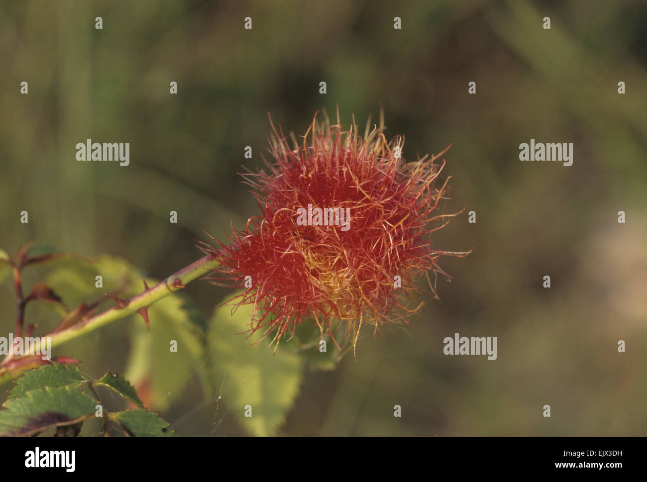 Robin's Pincushion - Caused by Rhodites Rosae Stock Photo
