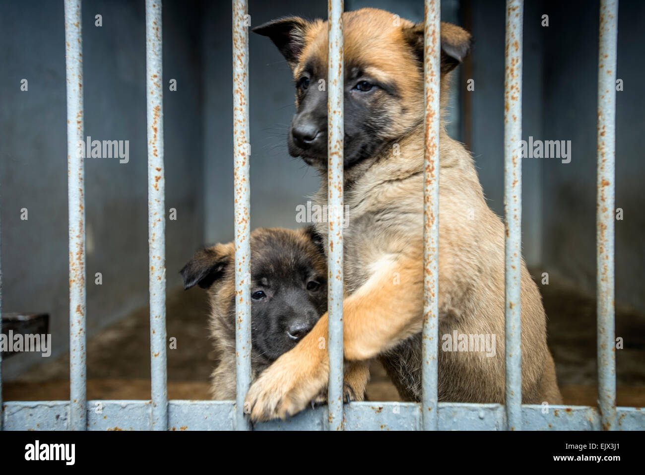 Kiev, Ukraine. 1st April, 2015. Police dog and training. Belgium ...