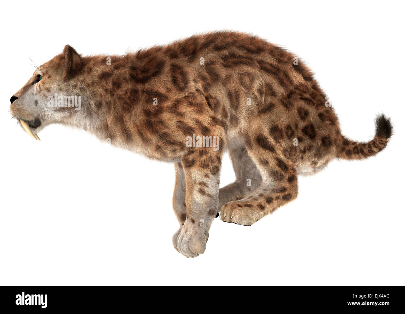 3D digital render of a jumping smilodon or a saber toothed cat ready to jump isolated on white background Stock Photo