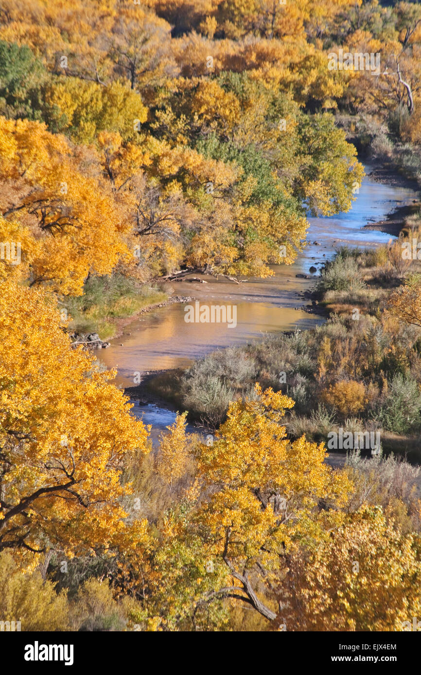 Cottonwoods in fall color line the banks of the Chama River in October  near the village of Abiquiu in northern New Mexico. Stock Photo