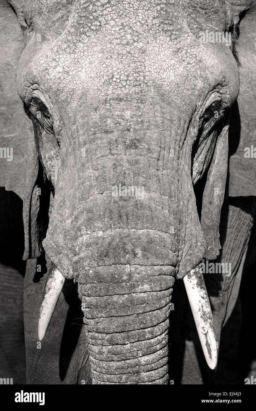Close up portrait of large wild african elephant Stock Photo
