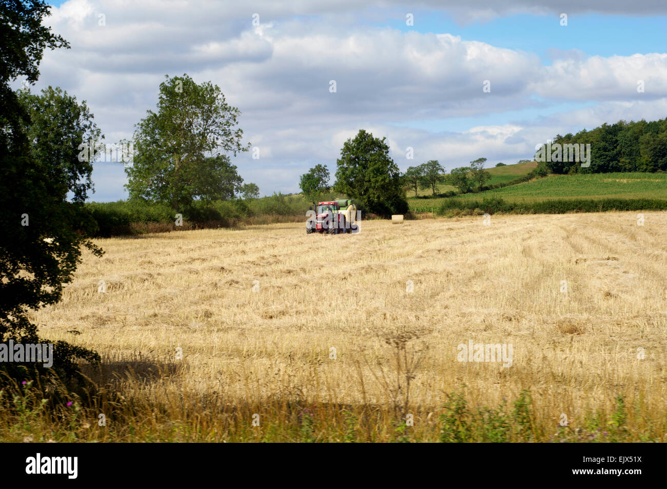 Tractor in a field in the United Kingdom collecting rolls of hay. Stock Photo