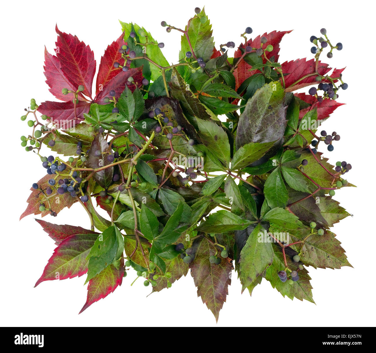 The banner is made of old leaves and berries of autumn wild grapes. Isolated on white Stock Photo