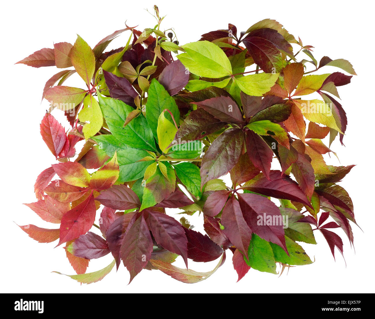 The banner is made of old  red leaves  of autumn wild grapes. Isolated on white Stock Photo