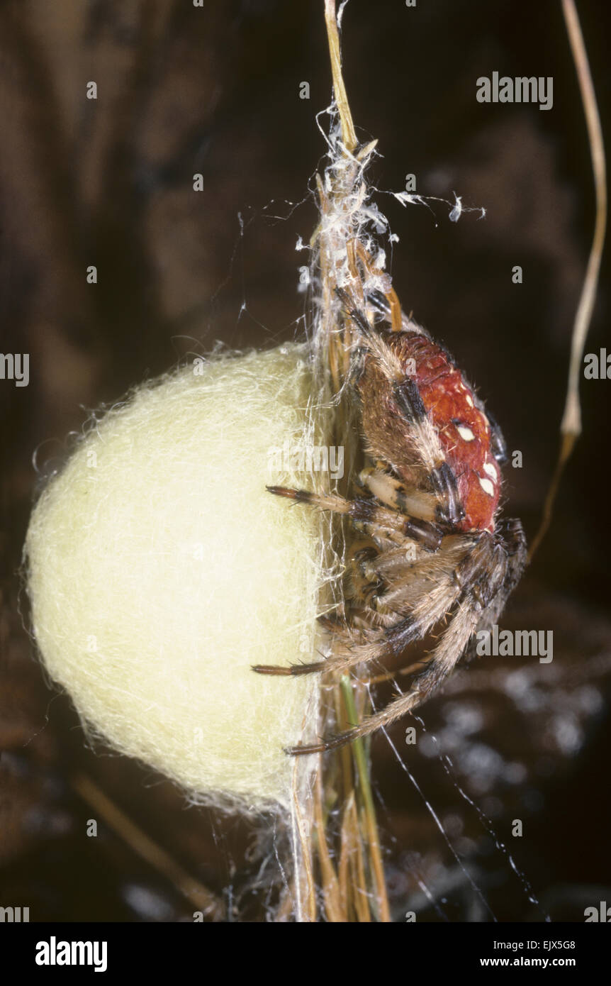 Common Cross Spider - Araneus quadratus Stock Photo