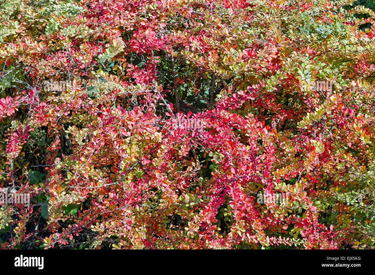 Red and yellow autumn leaves of an barberry bush background Stock Photo