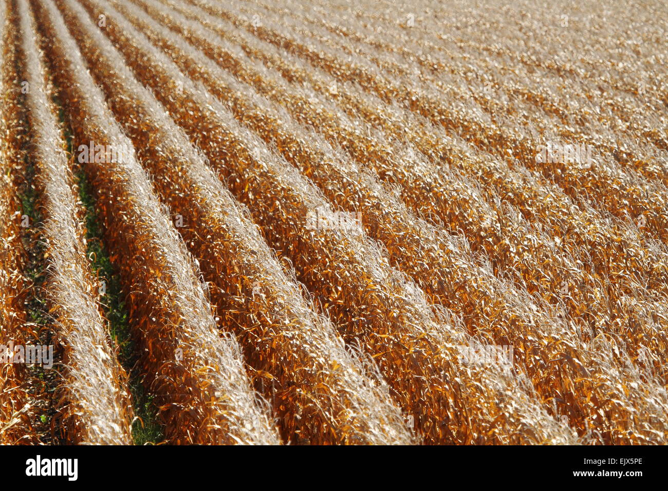 Corn crop ready for harvest on Breeza Station, Breeza, NSW, Australia. Stock Photo