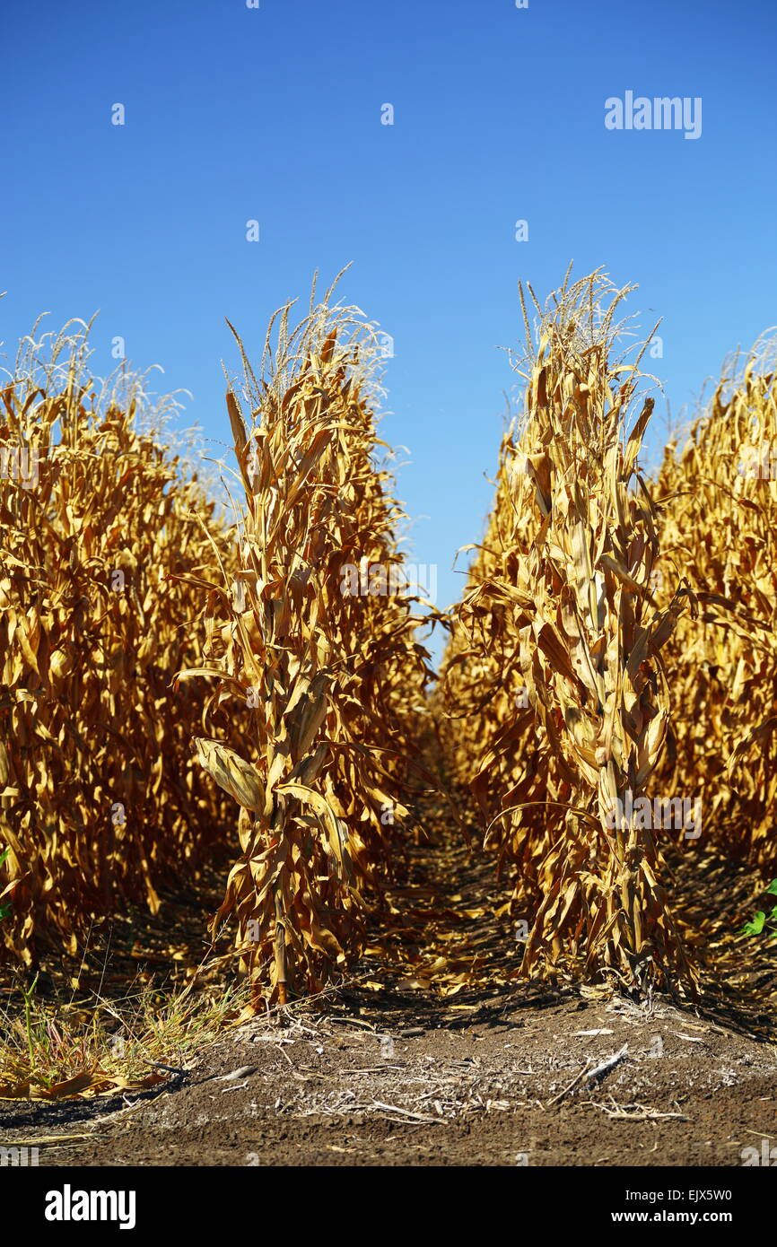 Corn crop ready for harvest on Breeza Station, Breeza, NSW, Australia. Stock Photo