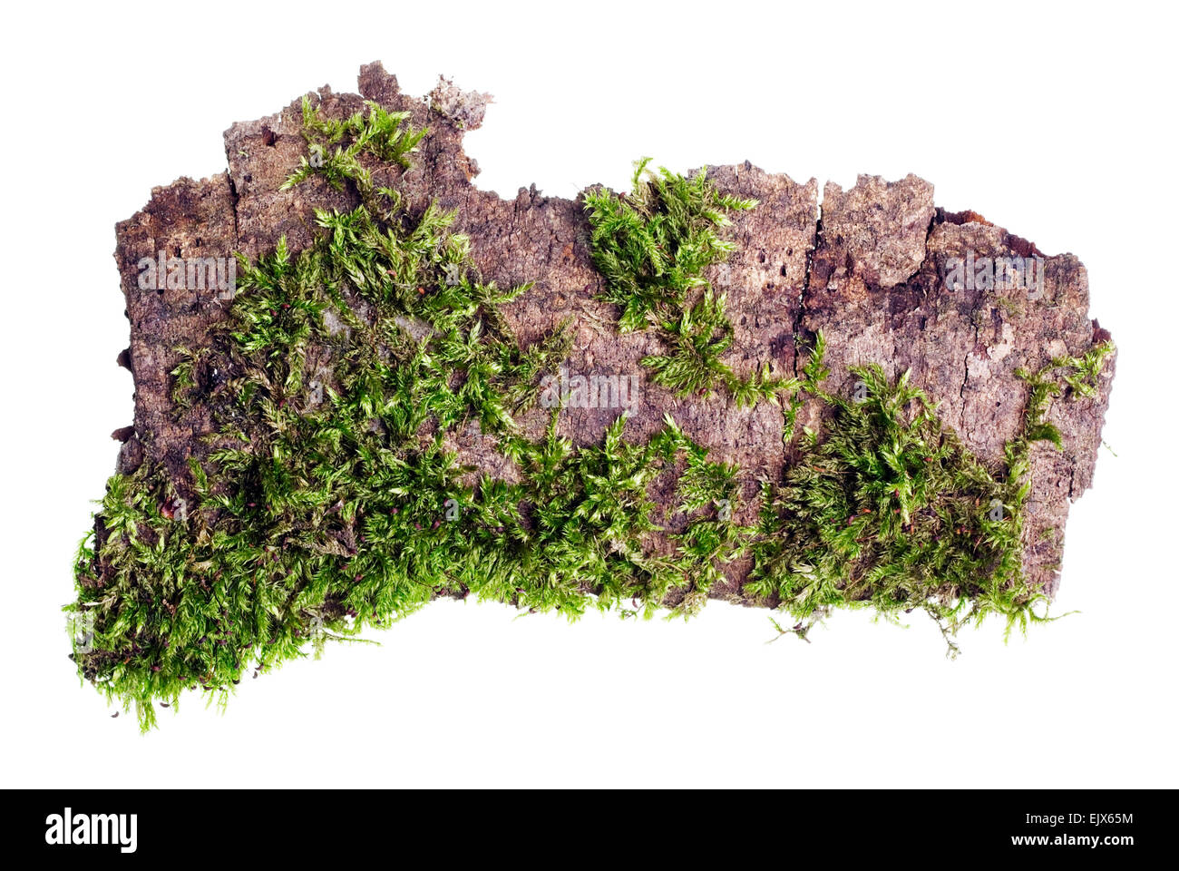 Tropical island top view isolated concept. On a piece of bark of a tree the green moss grows  macro. Stock Photo