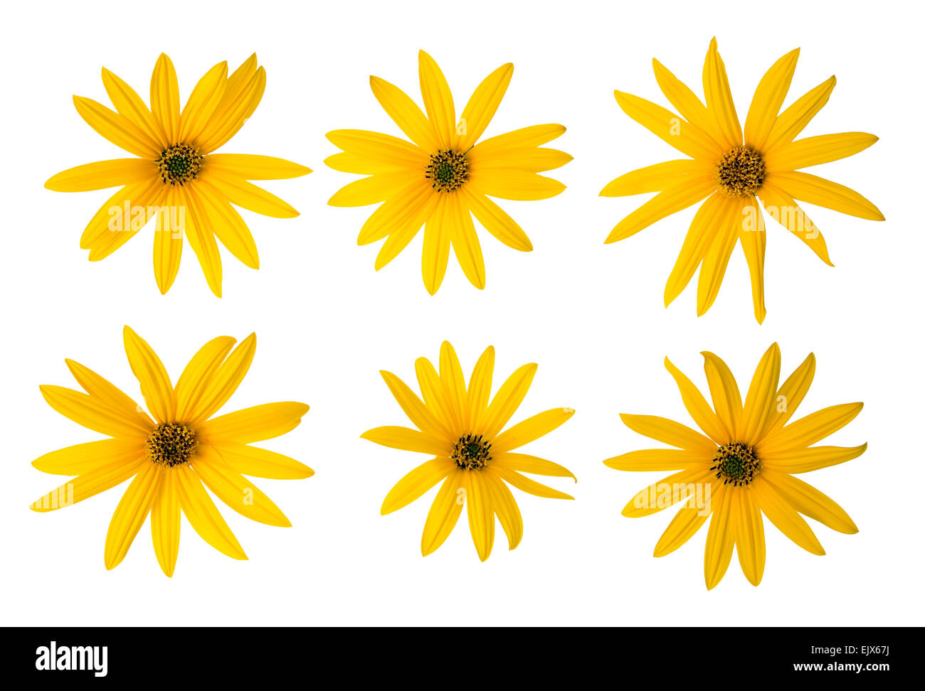 Yellow mini sunflowers set isolated on white Stock Photo Alamy