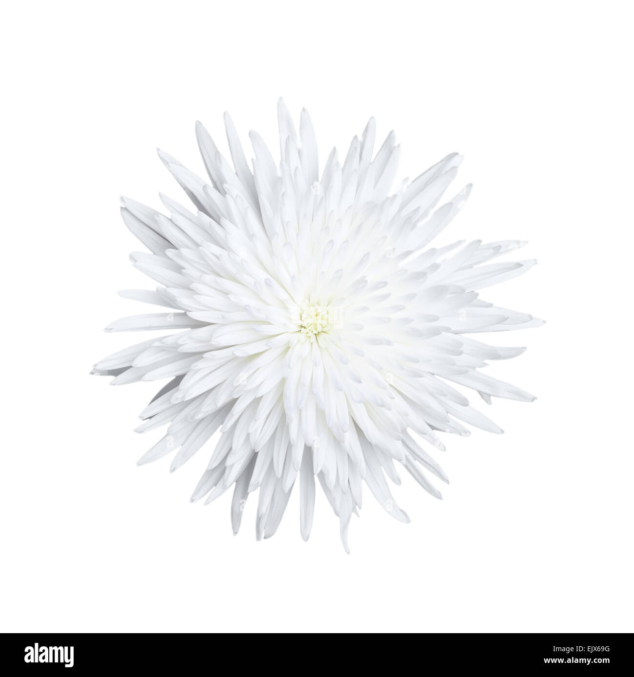One Chrysanthemum flower isolated on white background, top view Stock Photo