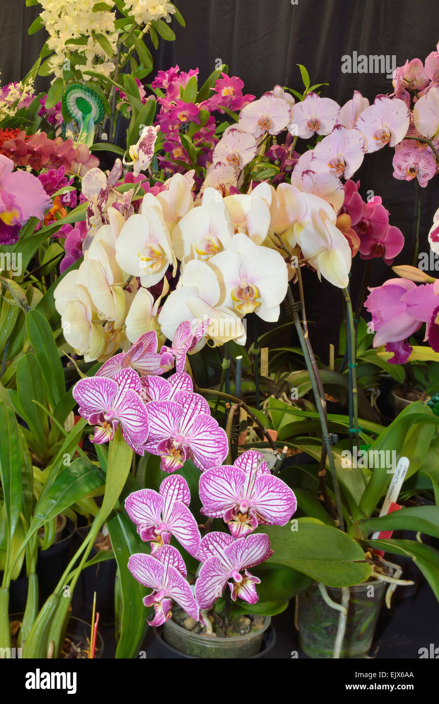 Display of Moth Orchids - Phalaenopsis at Orchid Show Stock Photo