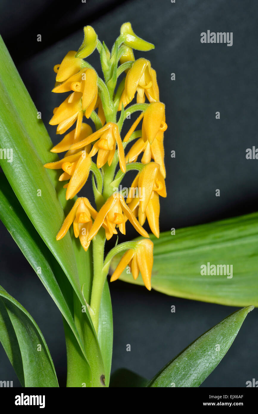 Beautiful Polystachya Orchid - Polystachya bella From Kenya & Uganda Stock Photo