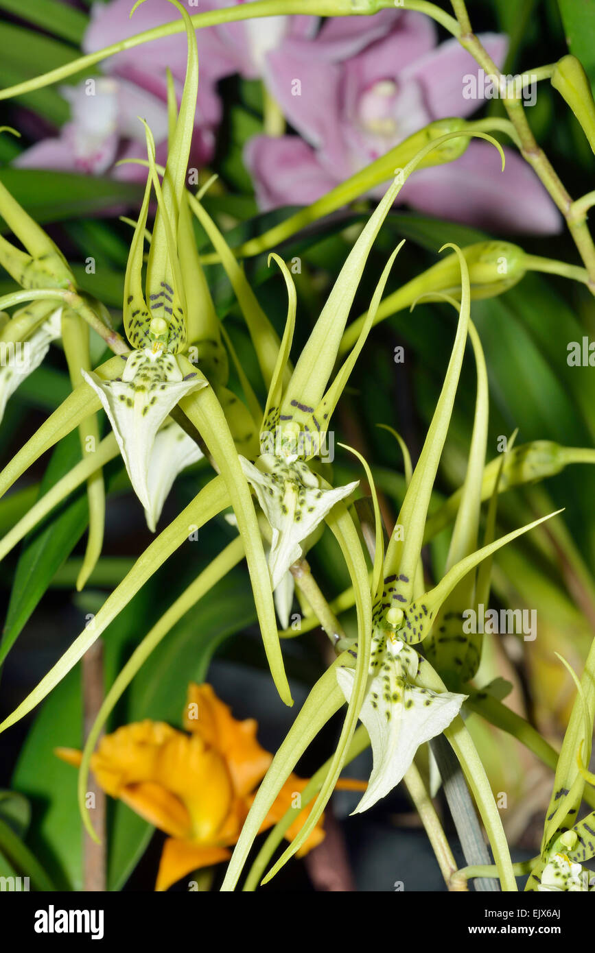 Warty Brassia Orchid - Brassia verrucosa Three flowers from Central & South America Stock Photo