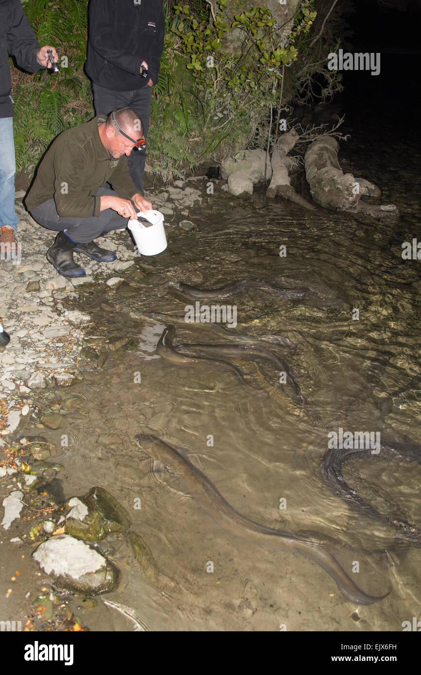 Eels new zealand hires stock photography and images Alamy