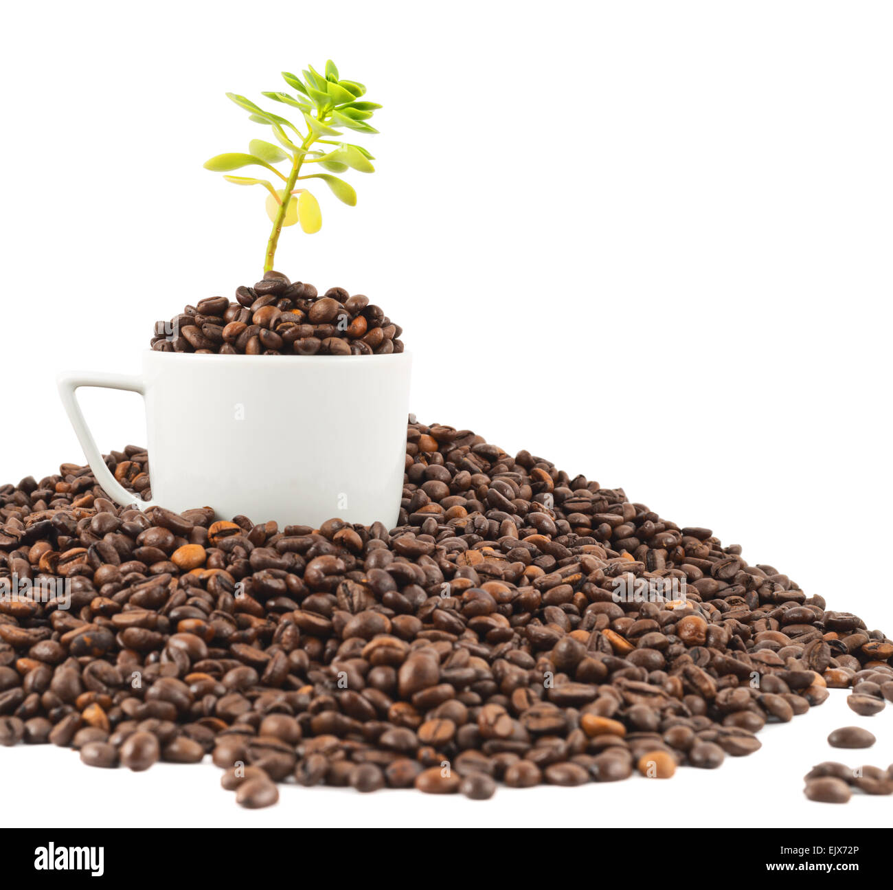 Green Plant Growing From The Coffee Beans EJX72P 