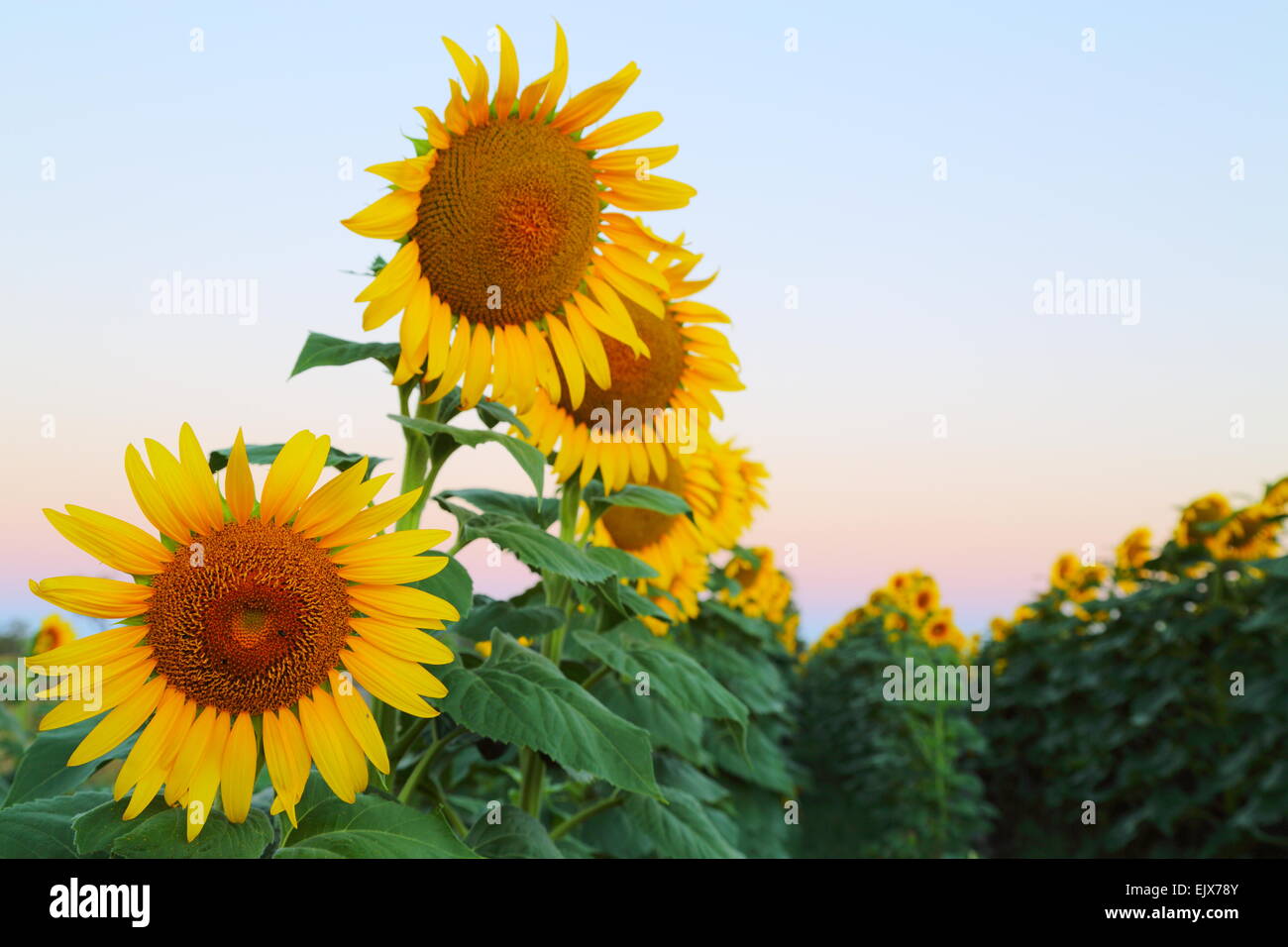 Sunflowers facing east near the towns of Breeza and Caroona, on the