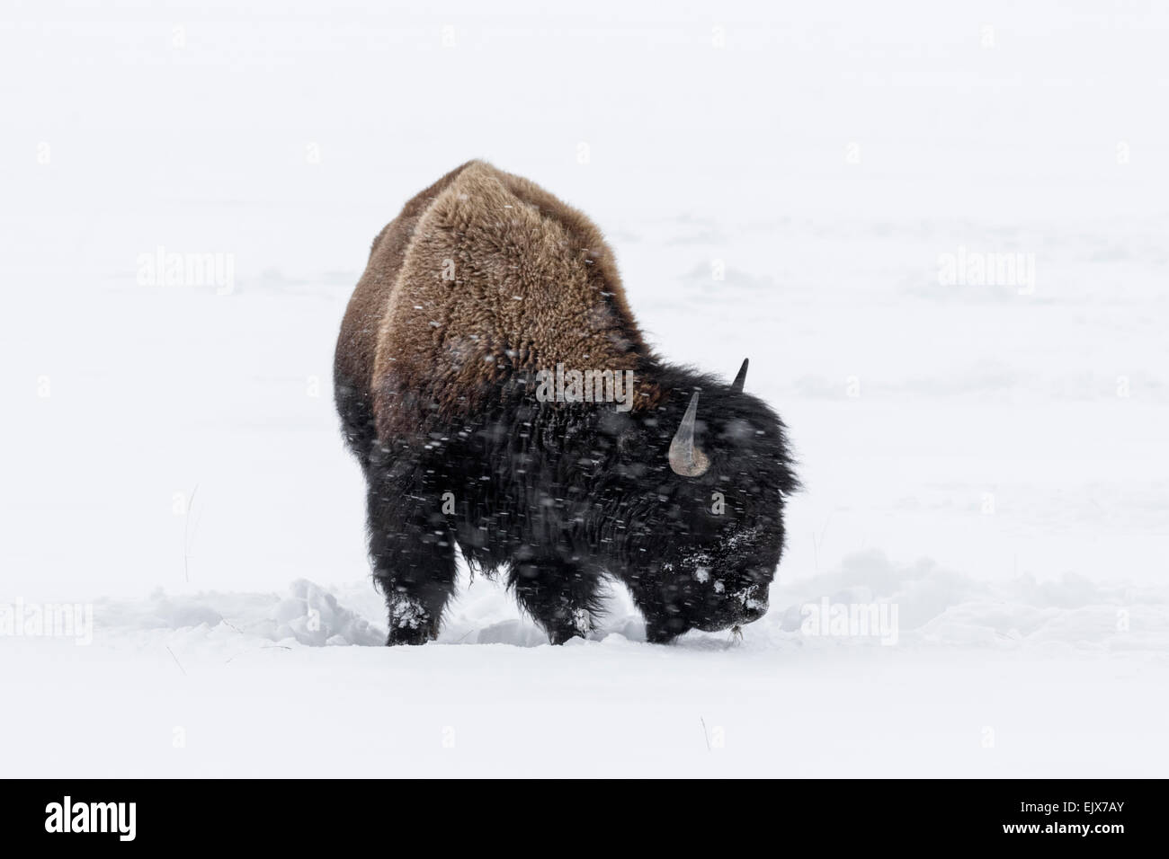 American Bison Stock Photo