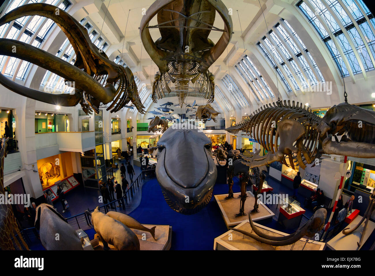 The interior of the Natural History Museum, London, United Kingdom. Stock Photo