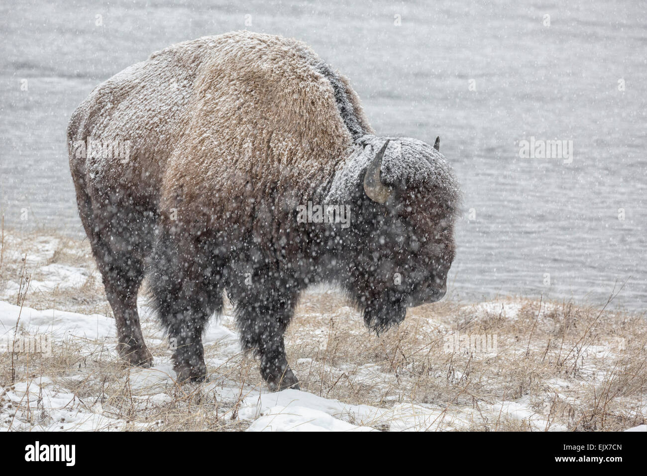 American Bison in winter Stock Photo