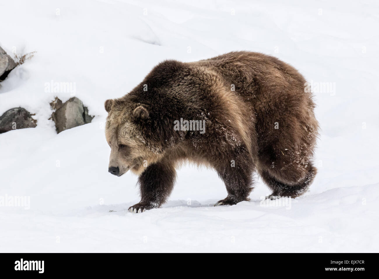 Brown Bear in winters snow Stock Photo