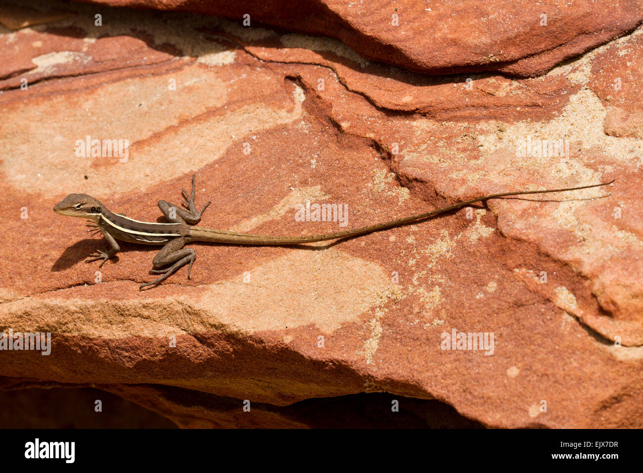 Long-nosed Dragon (Gowidon longirostris) in Kalbarri National Park, Western Australia Stock Photo