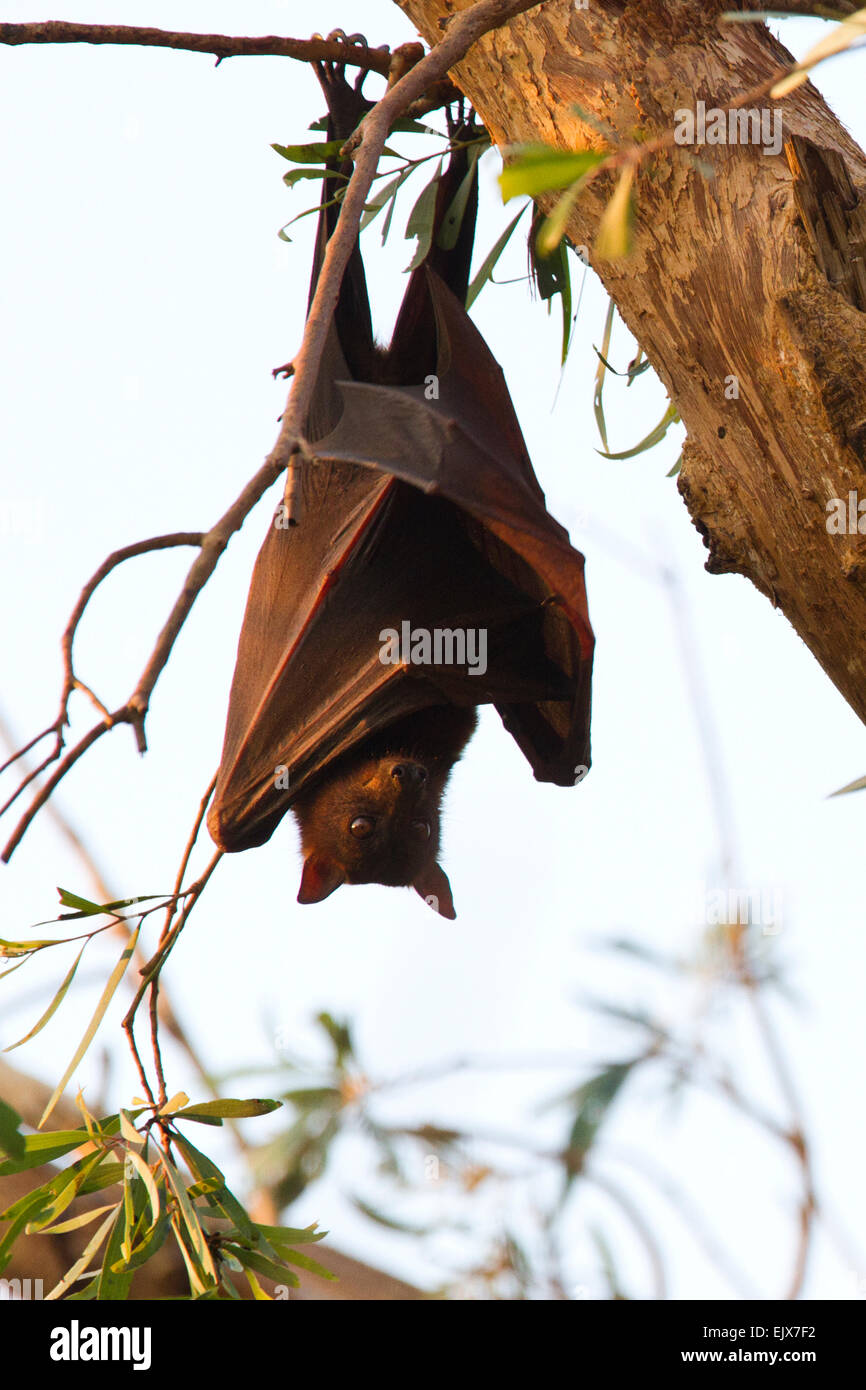 Little Red Flying Fox (Pteropus scapulatus) resting in Nitmiluk National Park, Northern Territory, Australia Stock Photo