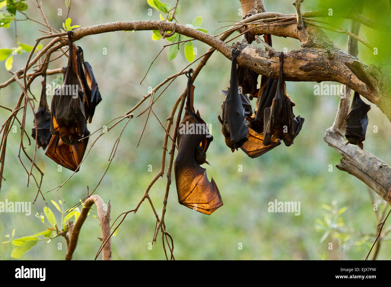 Little Red Flying Foxes (Pteropus scapulatus) resting in Nitmiluk National Park, Northern Territory, Australia Stock Photo