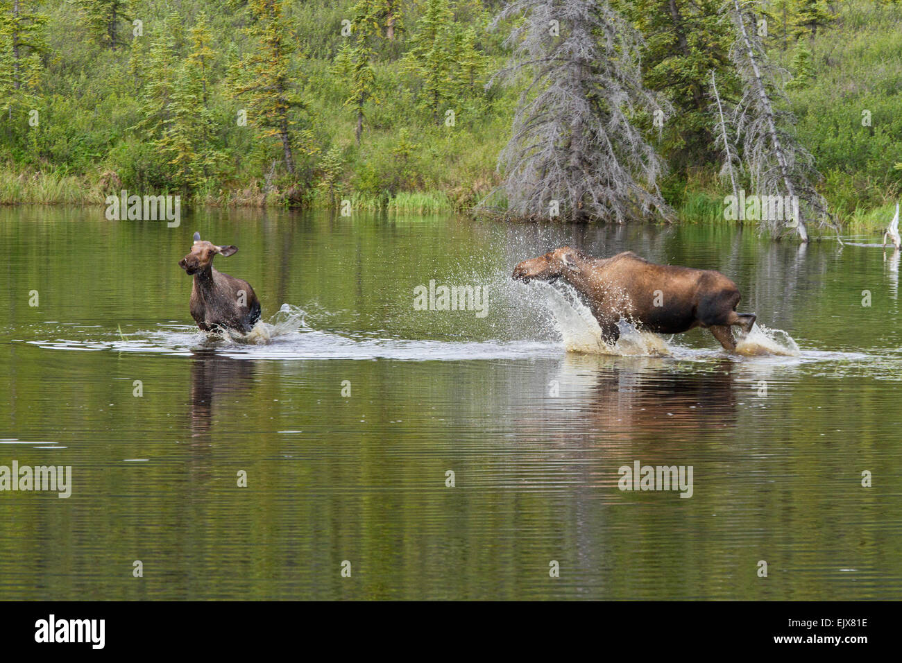 Moose (Alces americanus) confrontation in Denali National Park, Alaska Stock Photo