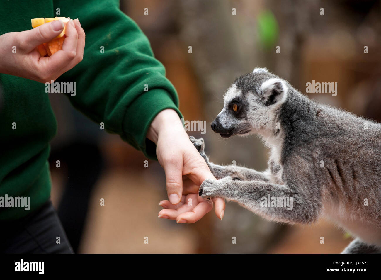 London, UK. 2 April 2015. ZSL A keeper helps out as London Zoo’s