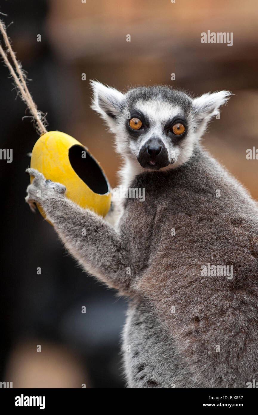 London, UK. 2 April 2015. ZSL London Zoo’s bachelor group of lemurs are