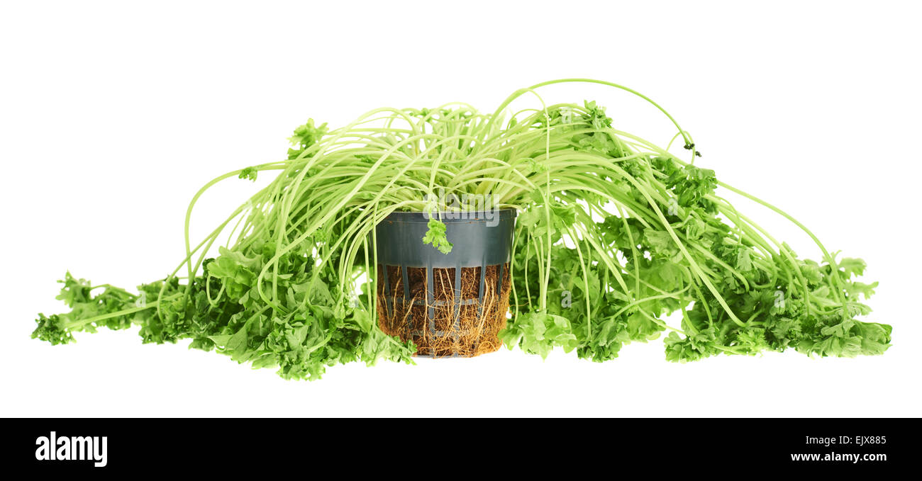 Sear green parsley isolated Stock Photo