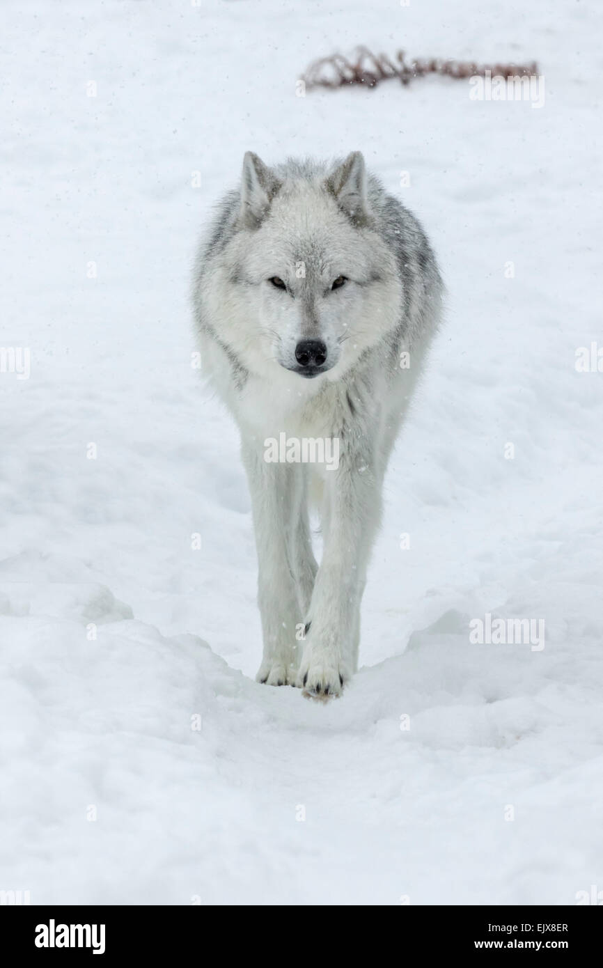 Gray Wolf in winter snow Stock Photo