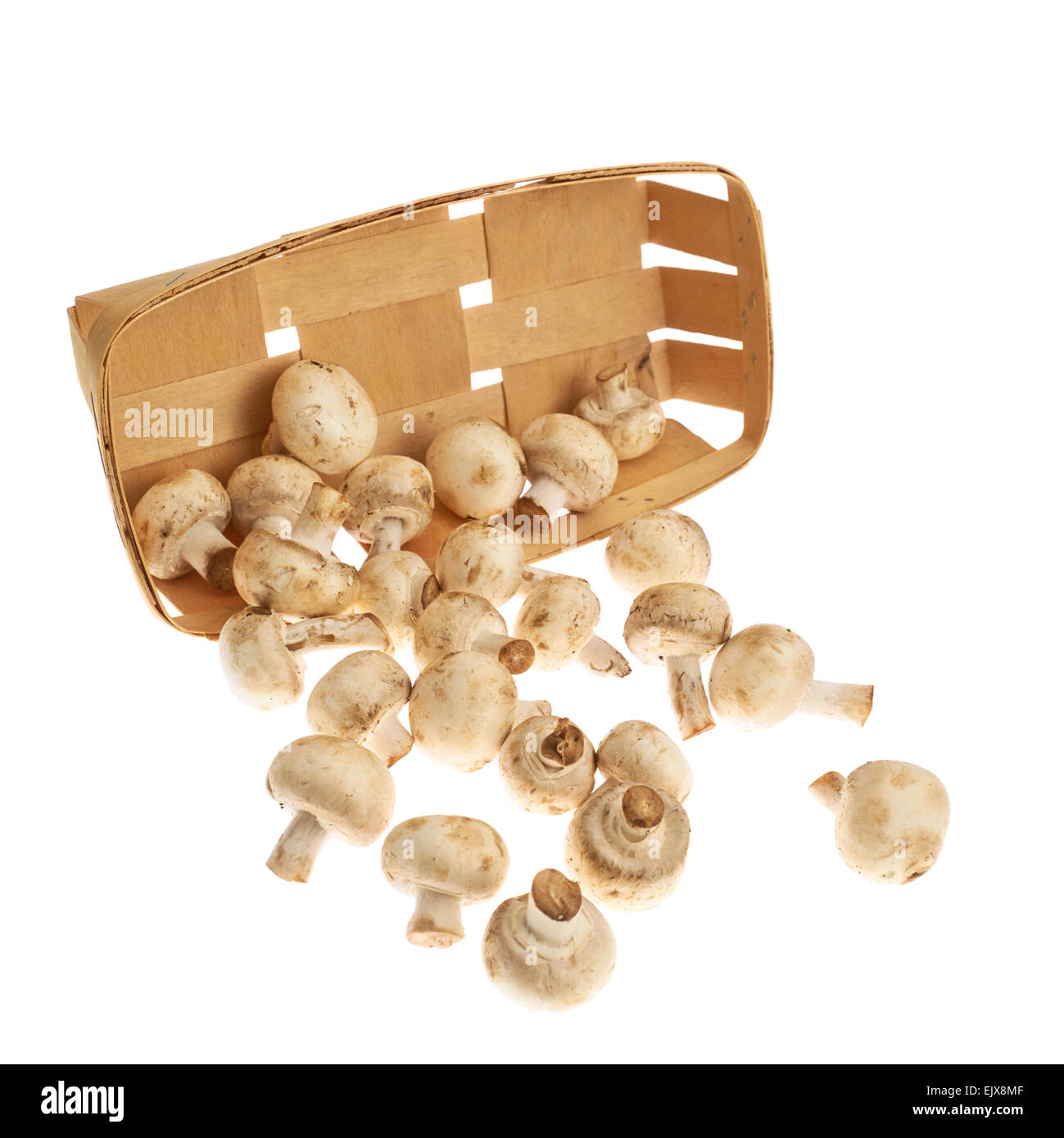 Champignon mushrooms isolated Stock Photo