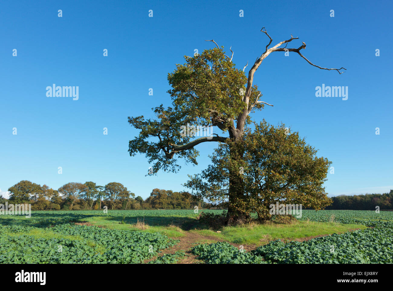 Lone dying tree in a field of winter greens Stock Photo Alamy