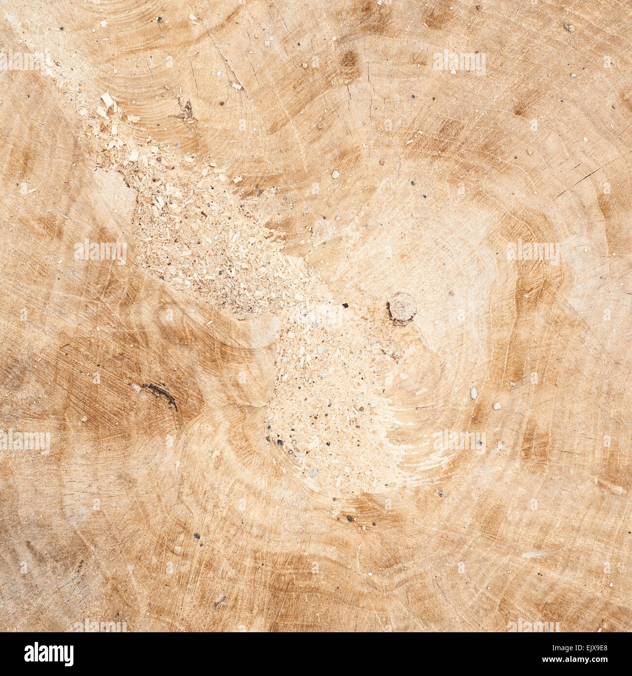 Tree Fragment Pattern Fragment cross hi-res stock photography and images - Alamy