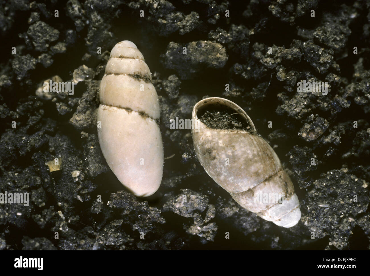 Slippery Snail - Cochlicopa lubrica Stock Photo