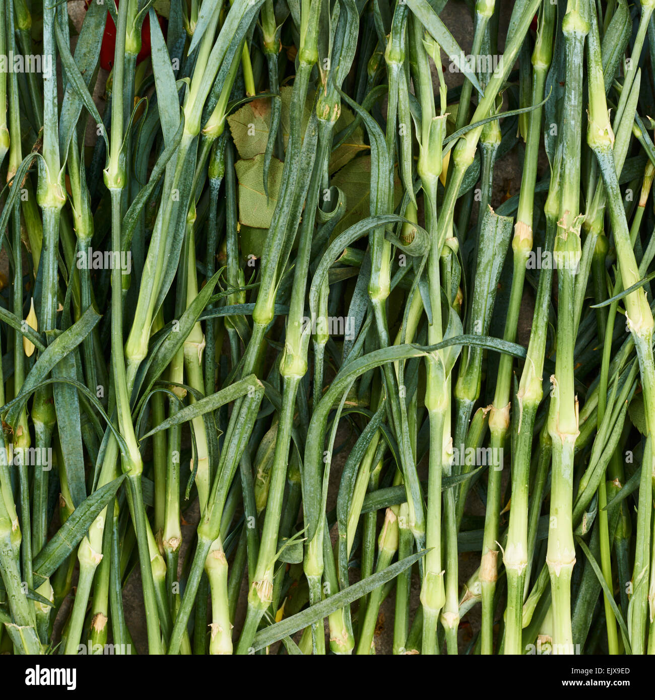 Dianthus flower's stems Stock Photo