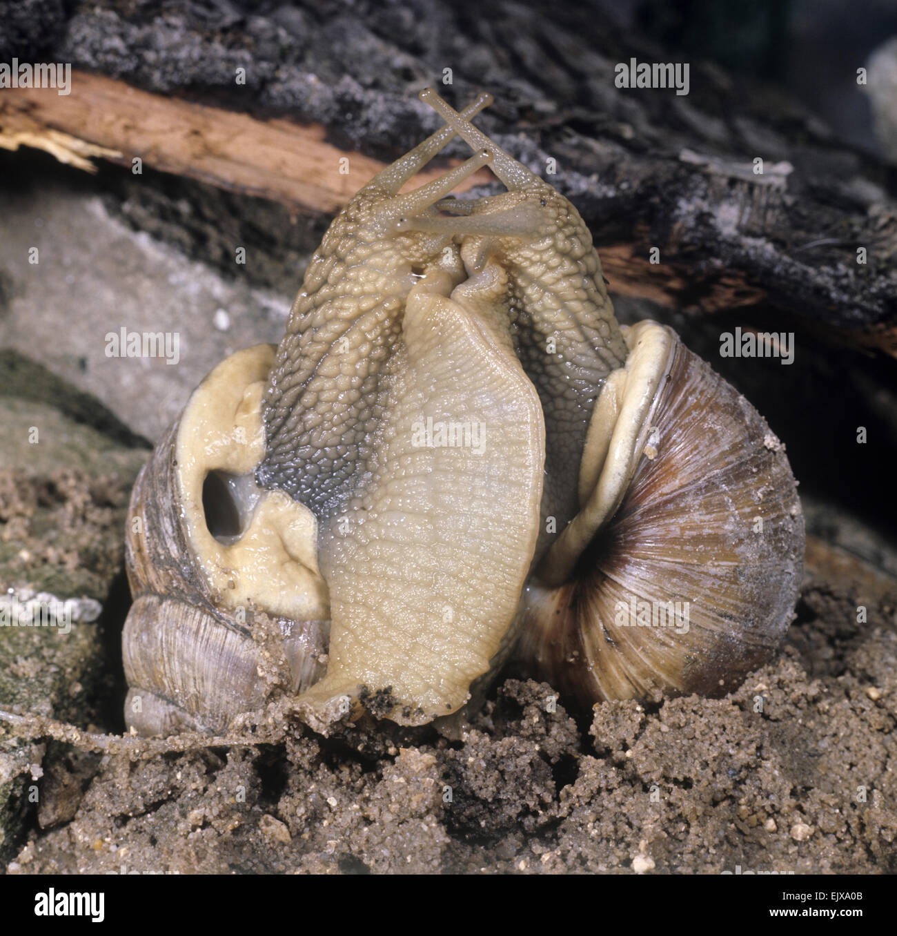 Roman Snail Courtship - Helix pomatia Stock Photo