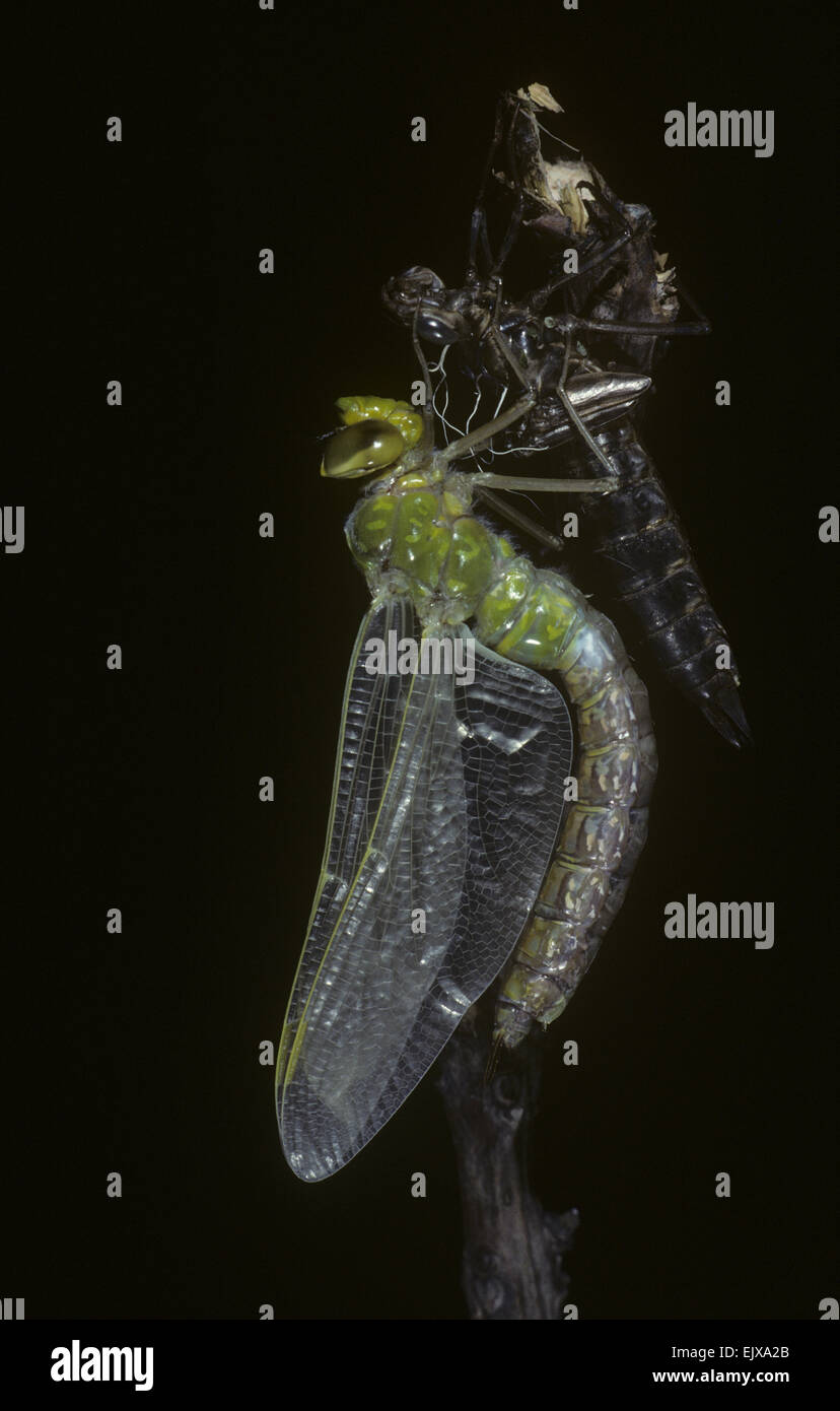 Emperor Dragonfly - Anax imperator -  Emergence of adult from nymph Stock Photo