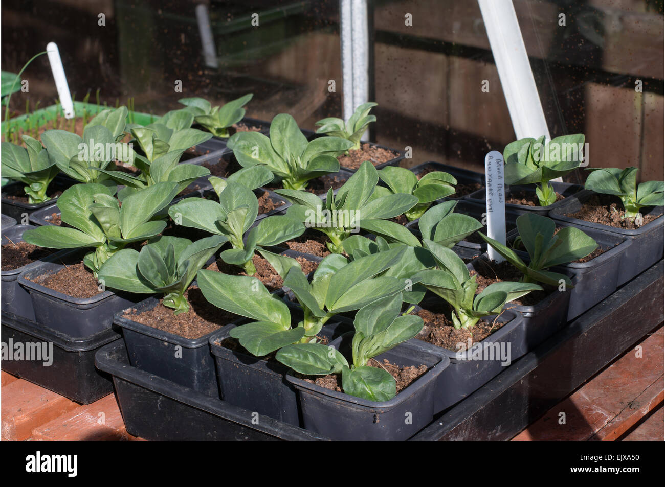 Bean seedlings hires stock photography and images Alamy