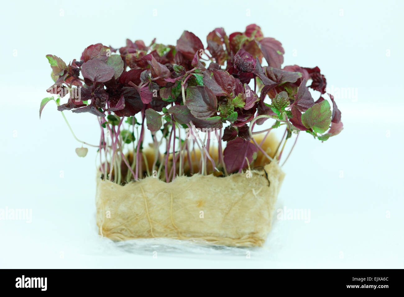 fresh and healthy baby leaf - micro salad Jane Ann Butler Photography JABPF030 Stock Photo