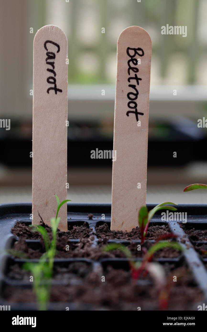 Close up shots of seedlings germinating indoors in a module seedling tray, with wooden name labels to indicate variety grown. Stock Photo